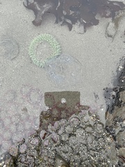 Aequorea victoria