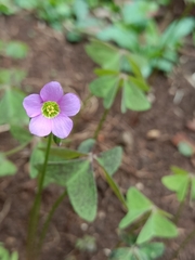 Oxalis latifolia