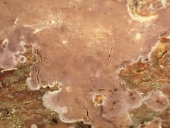 Phlebiopsis crassa