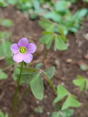 Oxalis latifolia