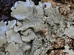 Flavoparmelia caperata