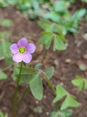 Oxalis latifolia