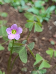Oxalis latifolia