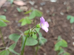 Oxalis latifolia