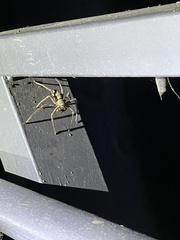 Heteropoda venatoria