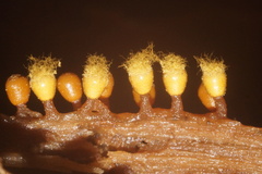 Myxomycetes