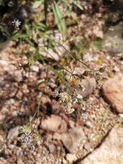 Florestina tripteris