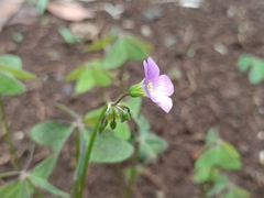 Oxalis latifolia