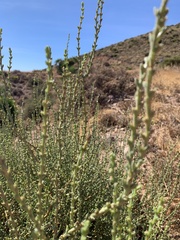 Salsola oppositifolia