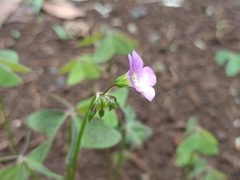 Oxalis latifolia