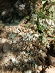 Florestina tripteris