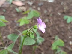 Oxalis latifolia