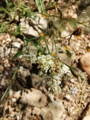 Florestina tripteris