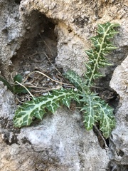 Galactites tomentosus