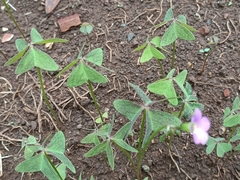 Oxalis latifolia