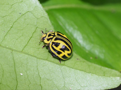 Archegleis interrupta