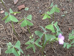 Oxalis latifolia