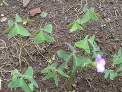 Oxalis latifolia