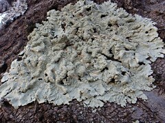 Flavoparmelia caperata