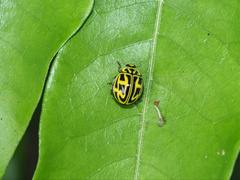 Archegleis interrupta