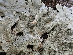 Flavoparmelia caperata