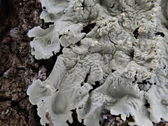 Flavoparmelia caperata