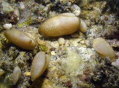 Calloarca tenella