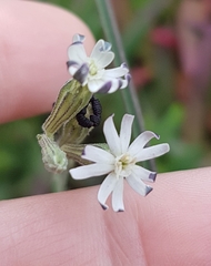 Silene aethiopica