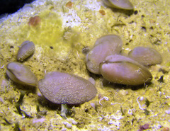 Calloarca tenella