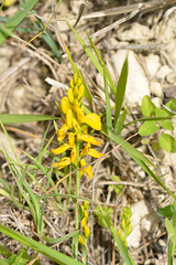 Genista tinctoria