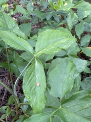 Syngonium podophyllum