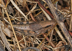 Melanoplus scudderi