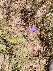 Solanum citrullifolium