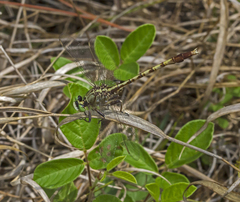 Arigomphus pallidus