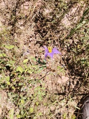 Solanum citrullifolium