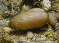 Calloarca tenella