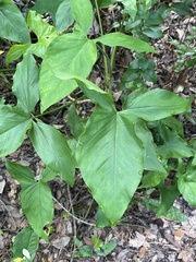 Syngonium podophyllum