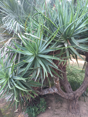 Aloidendron barberae