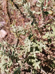Buddleja scordioides