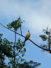 Ducula spilorrhoa