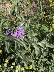 Solanum crispum