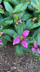 Chelone lyonii