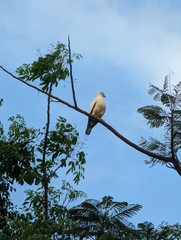 Ducula spilorrhoa