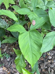 Syngonium podophyllum