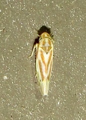 Erythridula