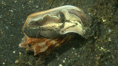 Cymbiola vespertilio