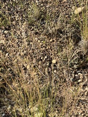 Eragrostis lehmanniana