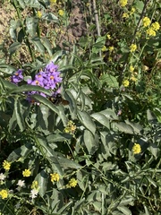Solanum crispum