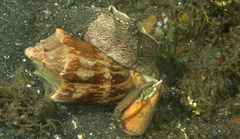 Cymbiola vespertilio