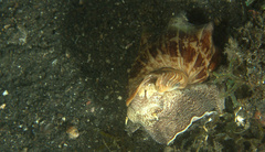 Cymbiola vespertilio